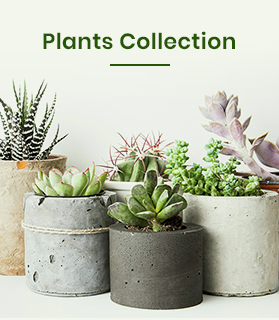 LeftBanner 1 LeftBanner 1